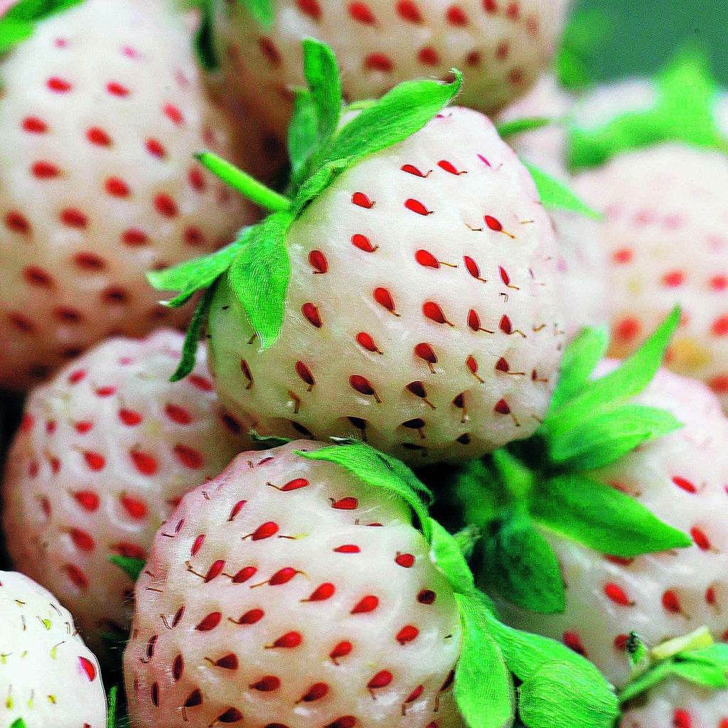  Collection De 4 Fraisiers Originaux