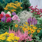  Collection De 15 Plantes Vivaces - 2 M²