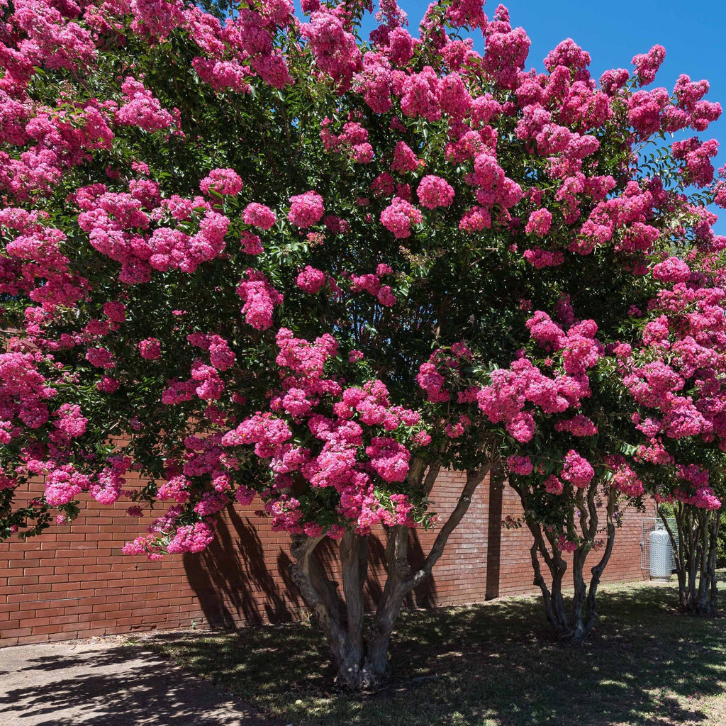  Collection De 3 Arbustes : Lagerstroemia, Callistemon, Genêt