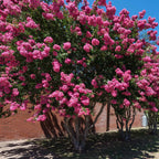  Collection De 3 Arbustes : Lagerstroemia, Callistemon, Genêt