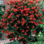  Collection De 3 Arbustes : Lagerstroemia, Callistemon, Genêt