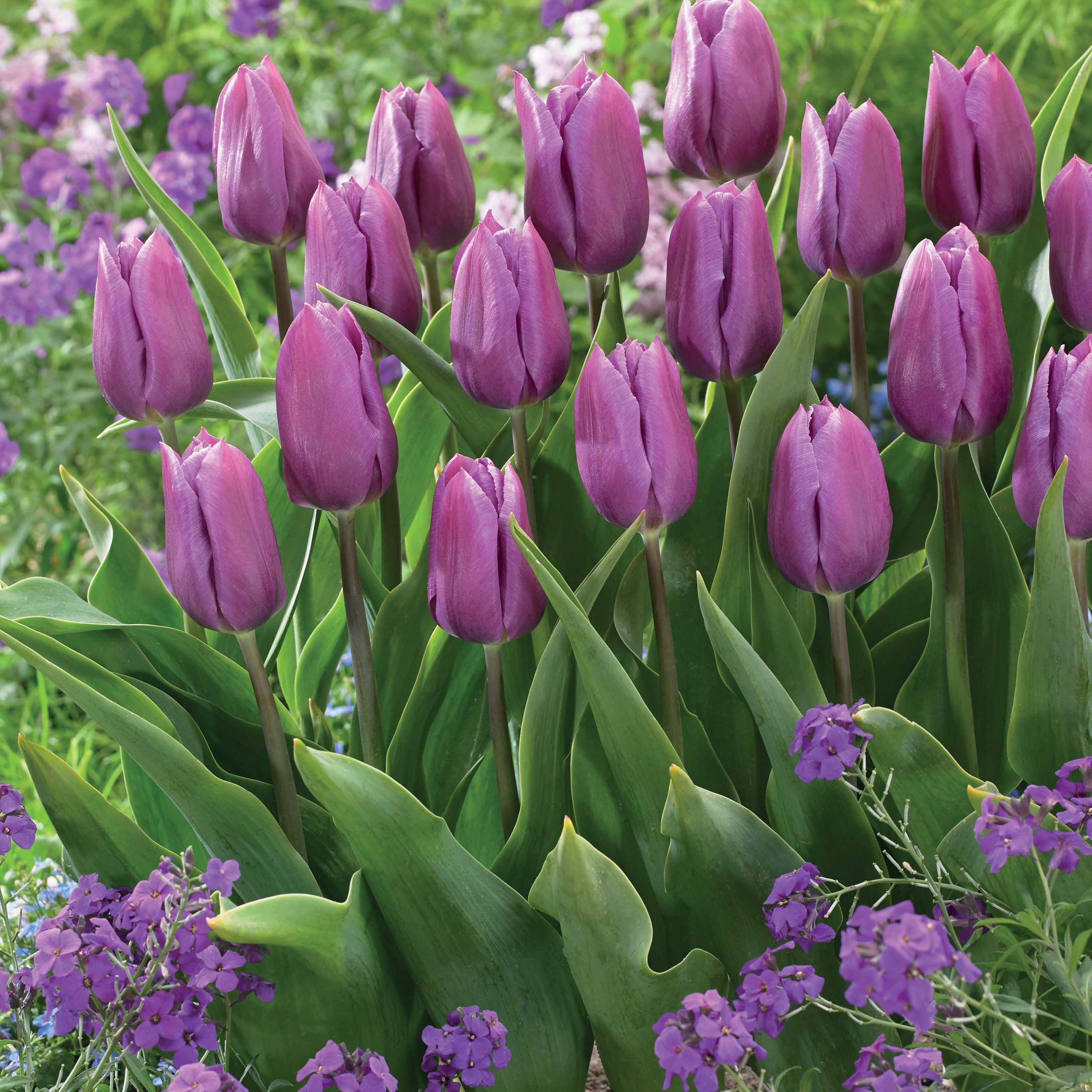  Collection De 20 Tulipes Triomphe Bellville Et Blue Beauty