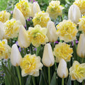  20 Tulipes Françoise Et Narcisses Sweet Pomponette En Mélange