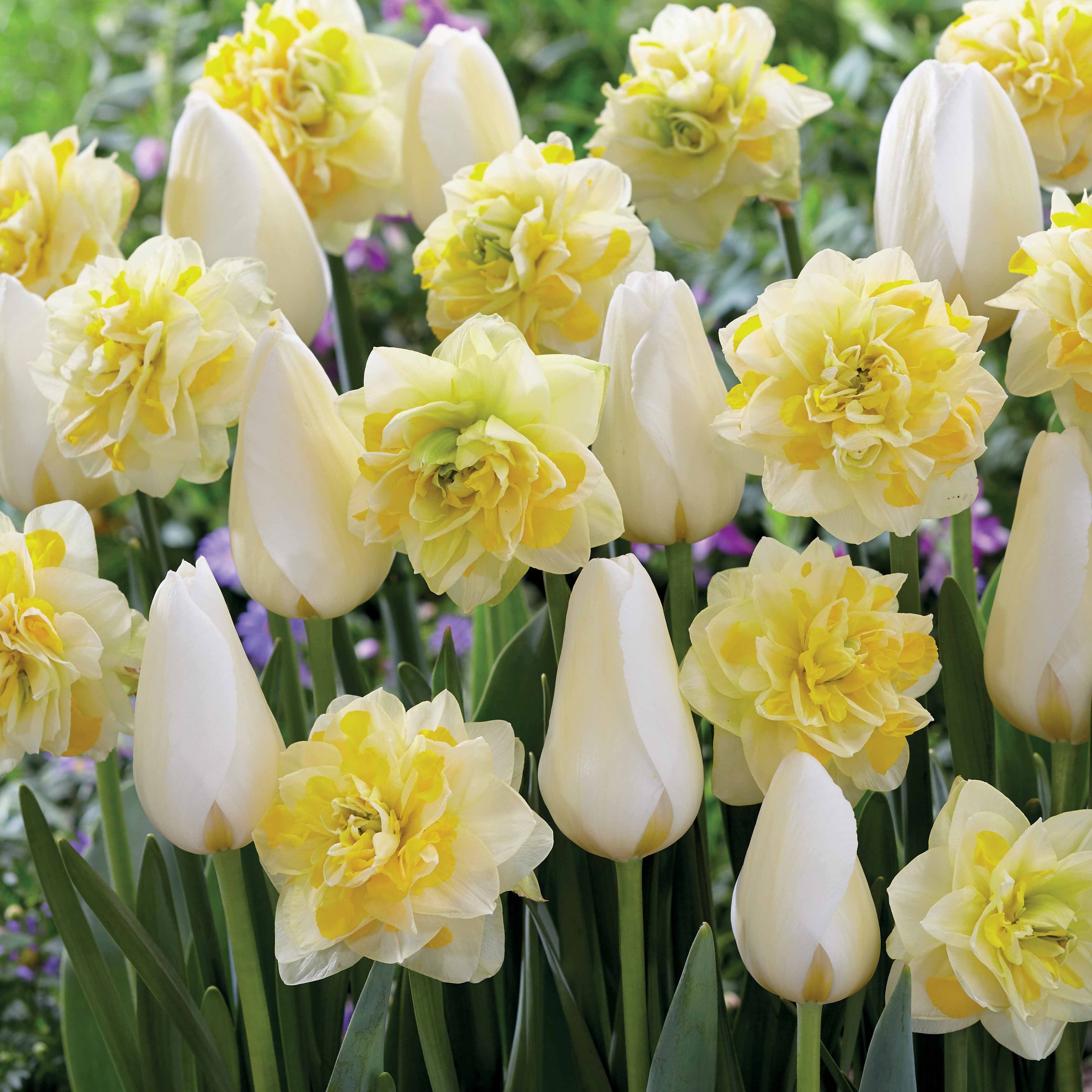  20 Tulipes Françoise Et Narcisses Sweet Pomponette En Mélange