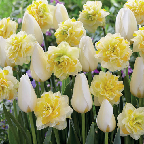  20 Tulipes Françoise Et Narcisses Sweet Pomponette En Mélange