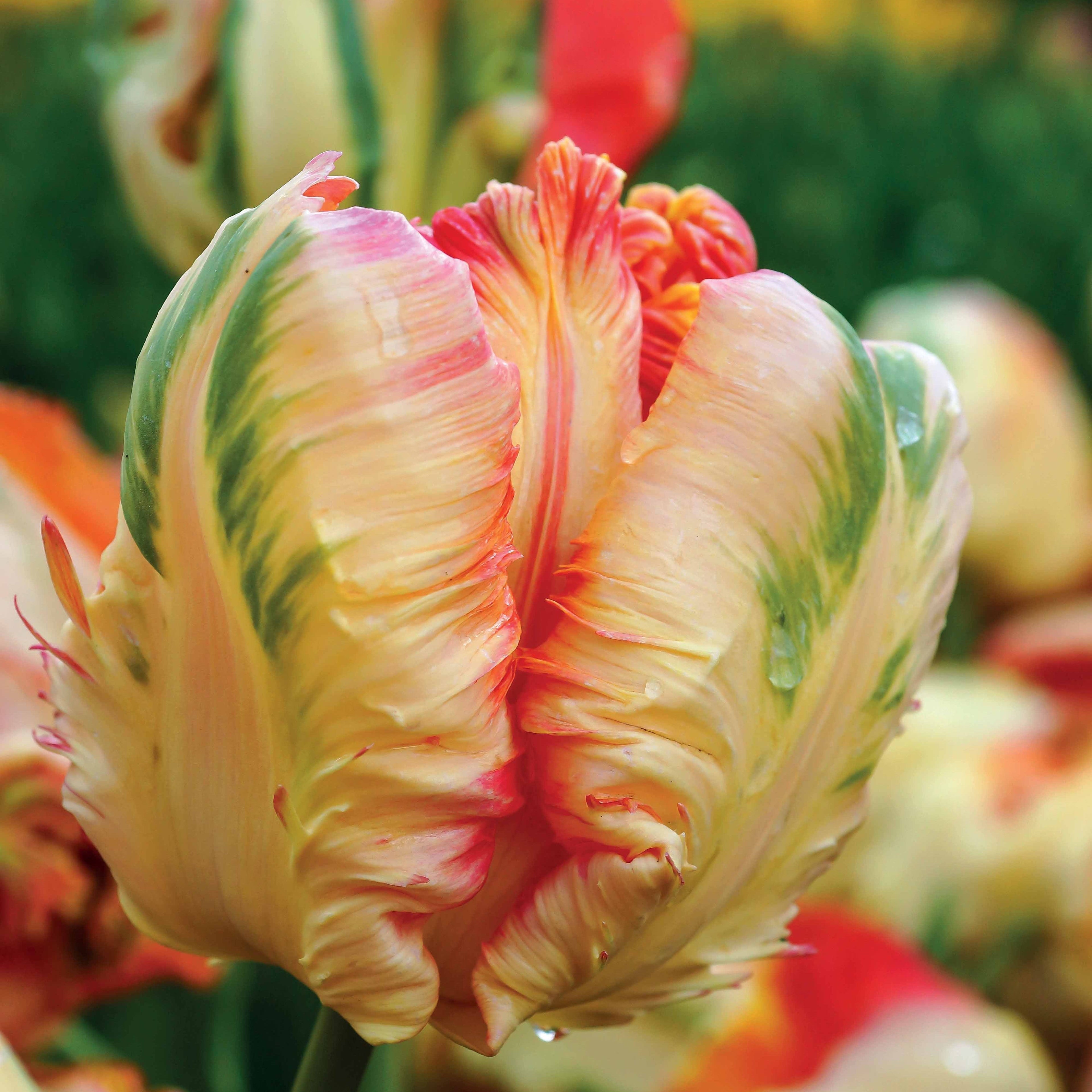  Collection De 24 Tulipes Perroquet : Princesse Irene, Black Parrot, Apric