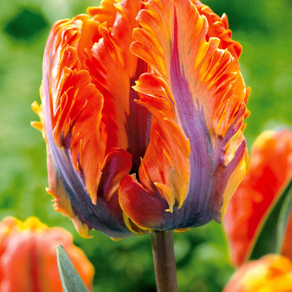  Collection De 24 Tulipes Perroquet : Princesse Irene, Black Parrot, Apric