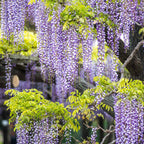  Collection De 3 Plantes Grimpantes à Floraisons Abondantes