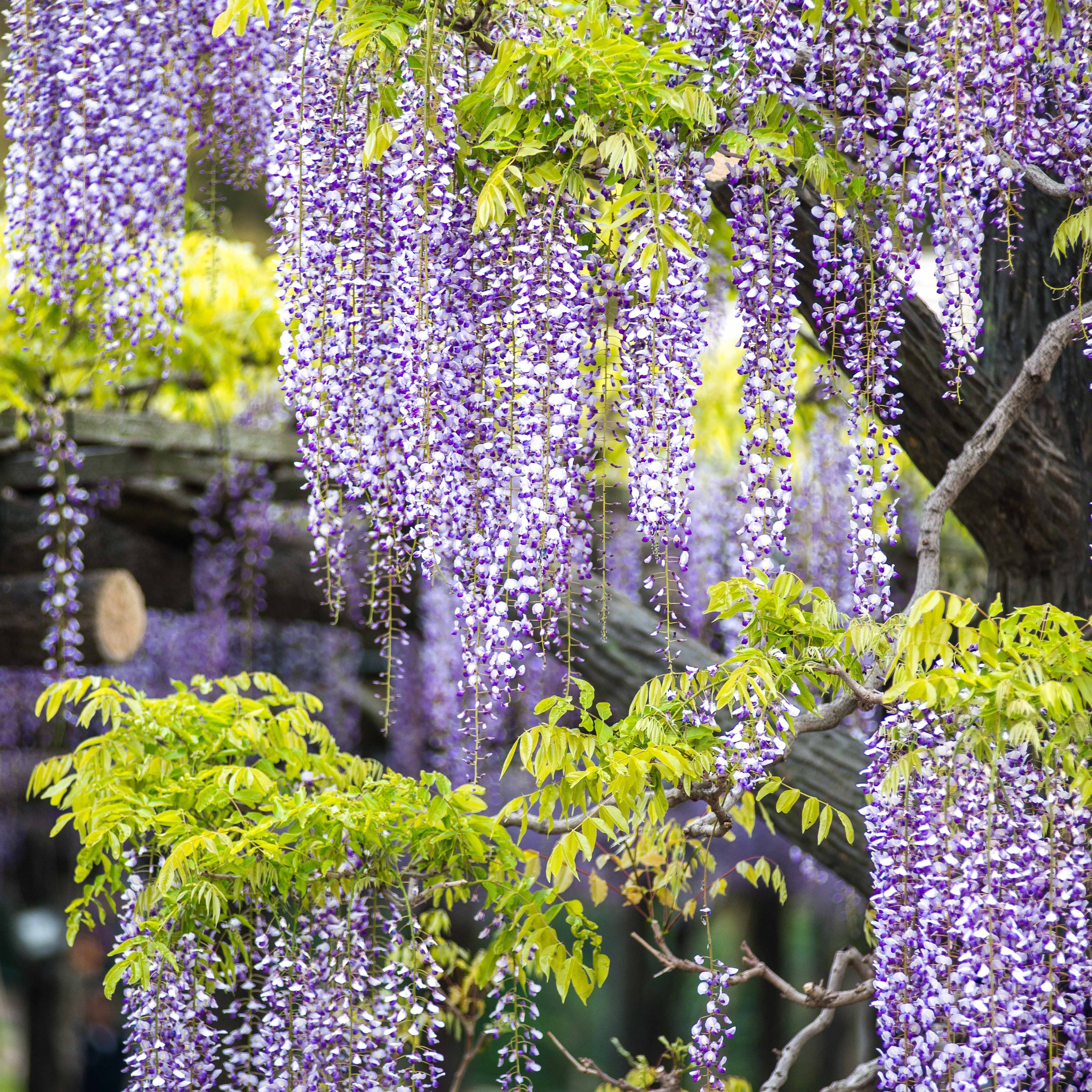  Collection De 3 Plantes Grimpantes à Floraisons Abondantes