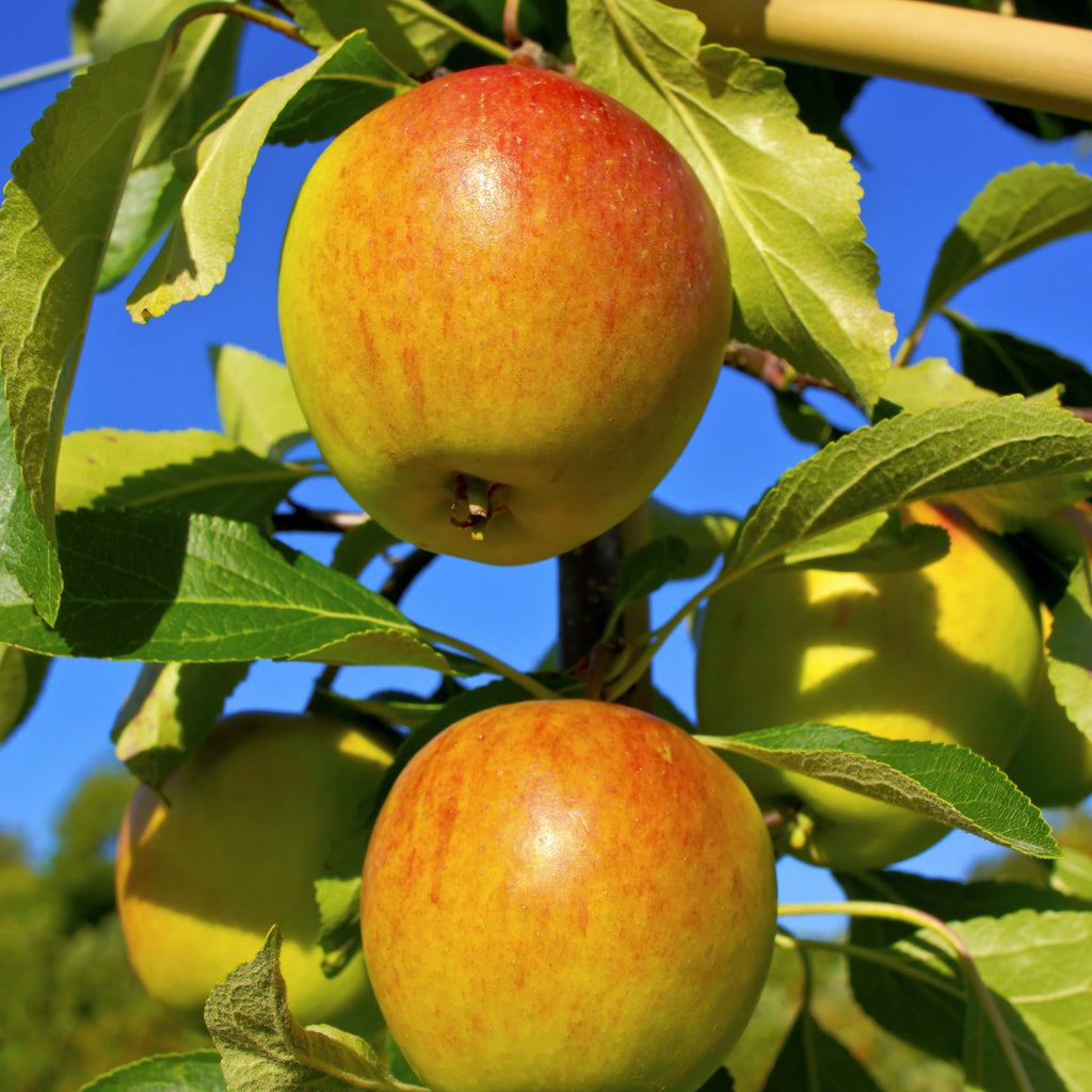  Collection De Pommiers : Reine De Reinettes, Cox's, Golden Delicious