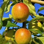  Collection De Pommiers : Reine De Reinettes, Cox's, Golden Delicious