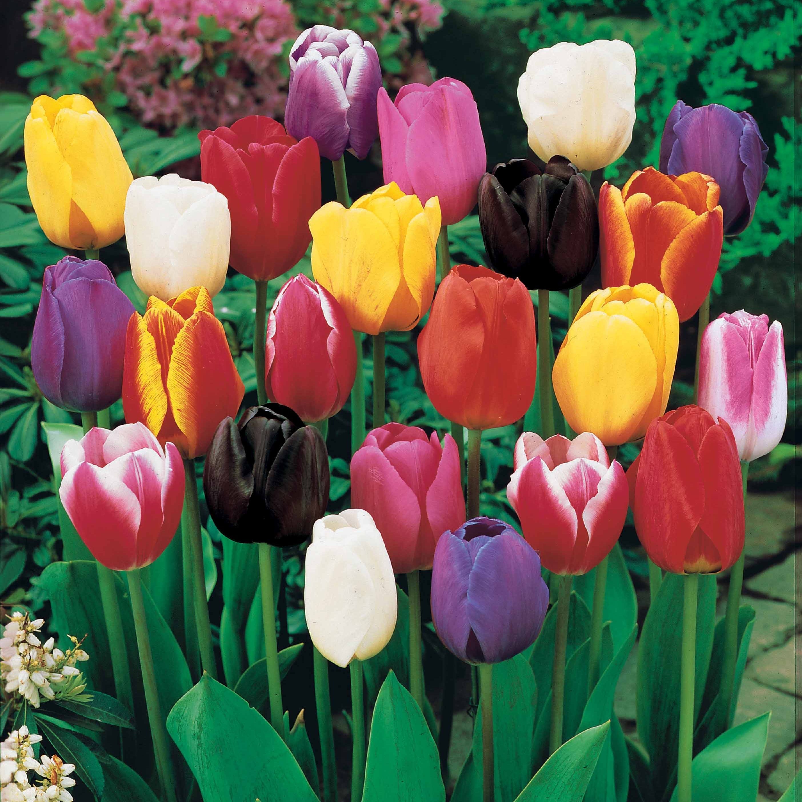  100 Tulipes à Longues Tiges En Mélange
