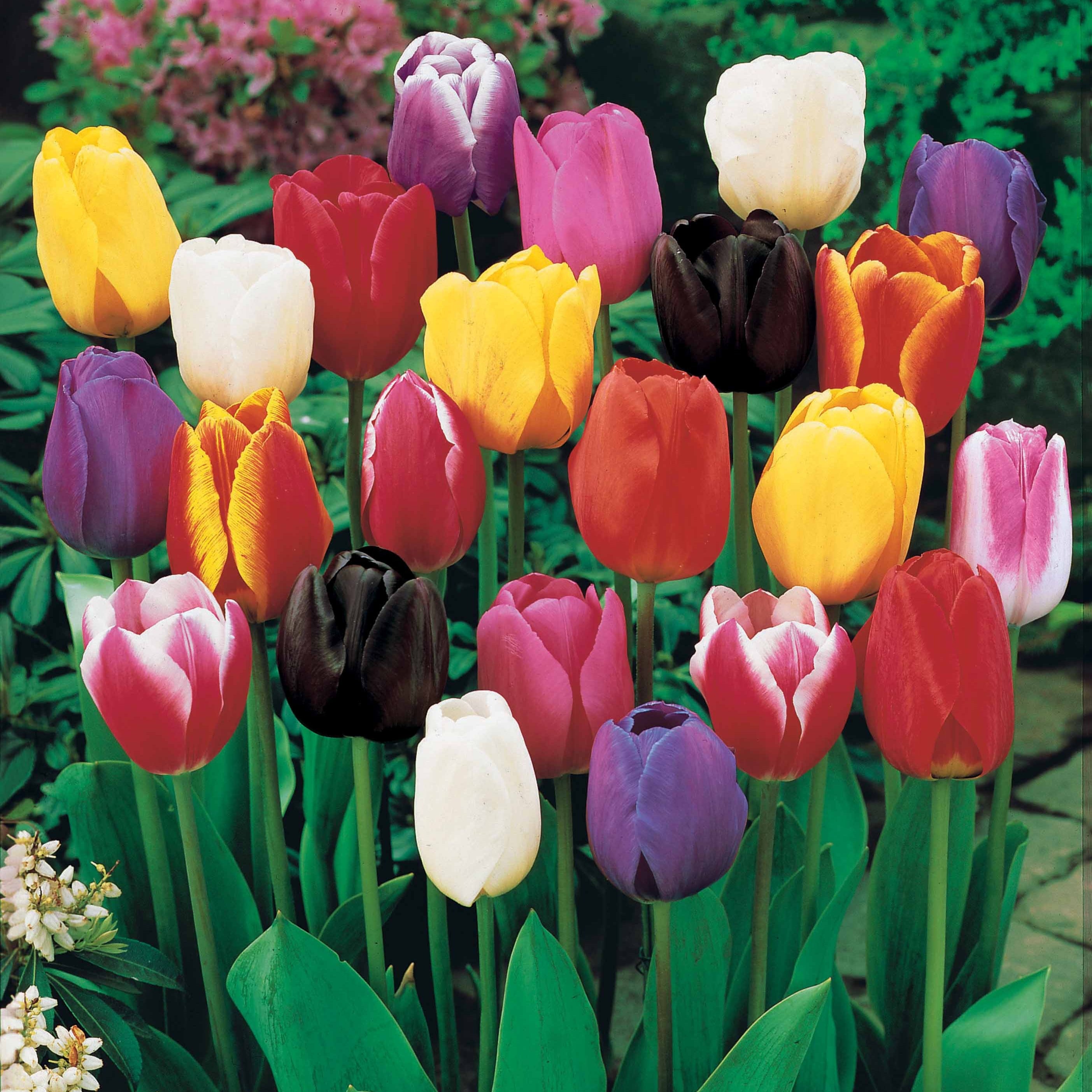 50 Tulipes à Longues Tiges En Mélange