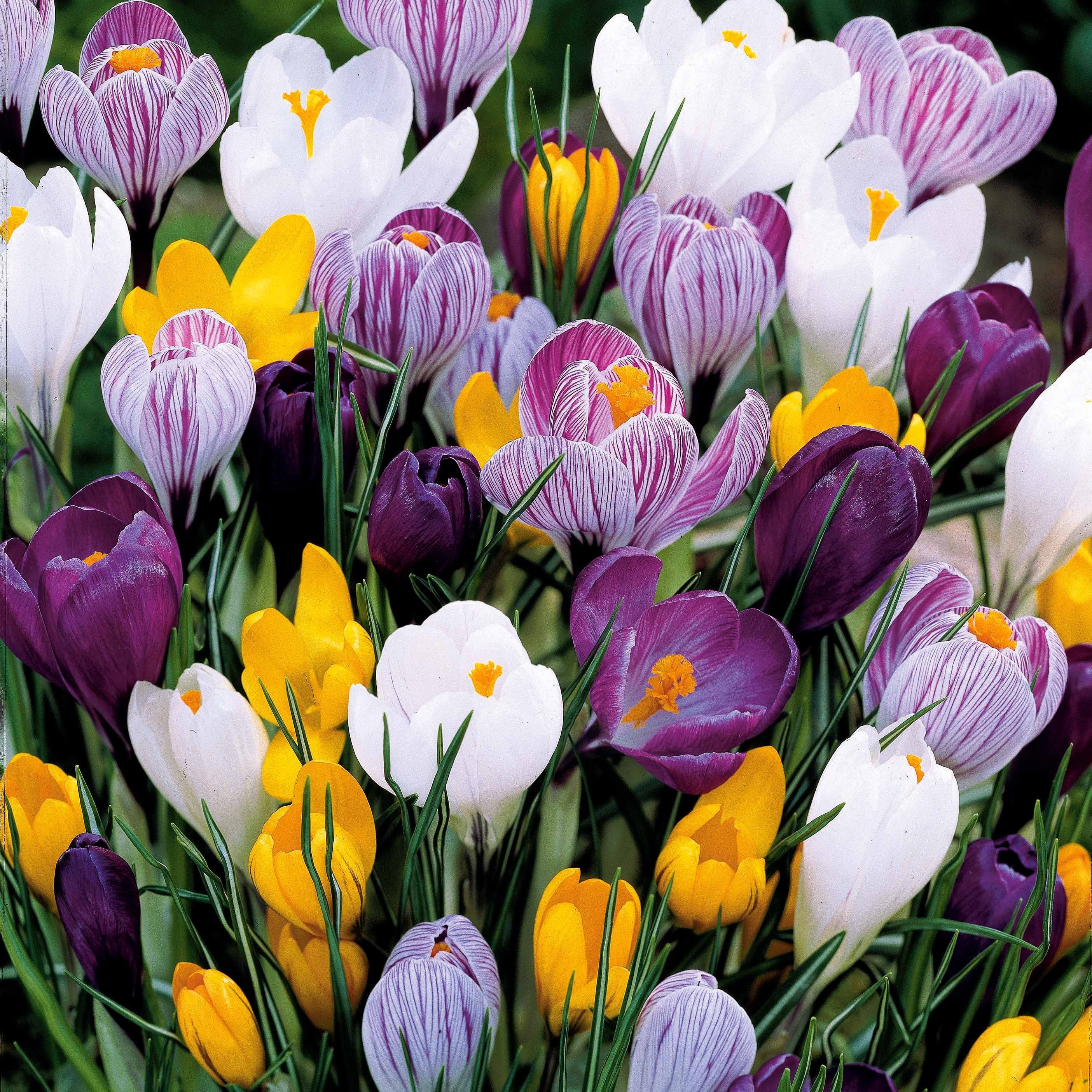  100 Crocus à Grosses Fleurs En Mélange