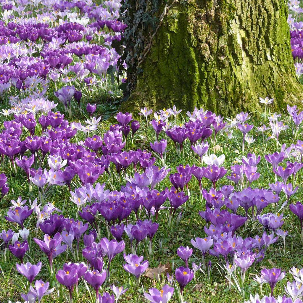  100 Crocus à Grosses Fleurs En Mélange