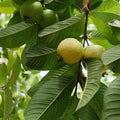  Goyave 'Roja'