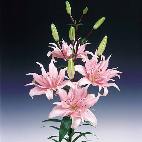  3 Lis Asiatique à Fleurs Doubles Elodie