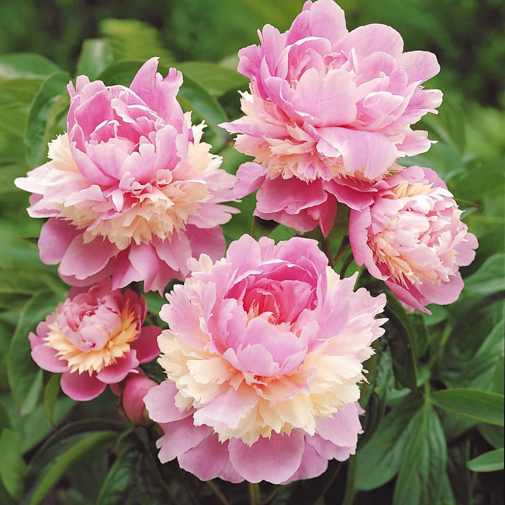  Mélange De 3 Pivoines : Immaculée, Sorbet, Red Charm