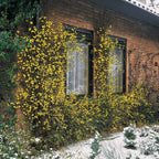  Jasmin D'hiver