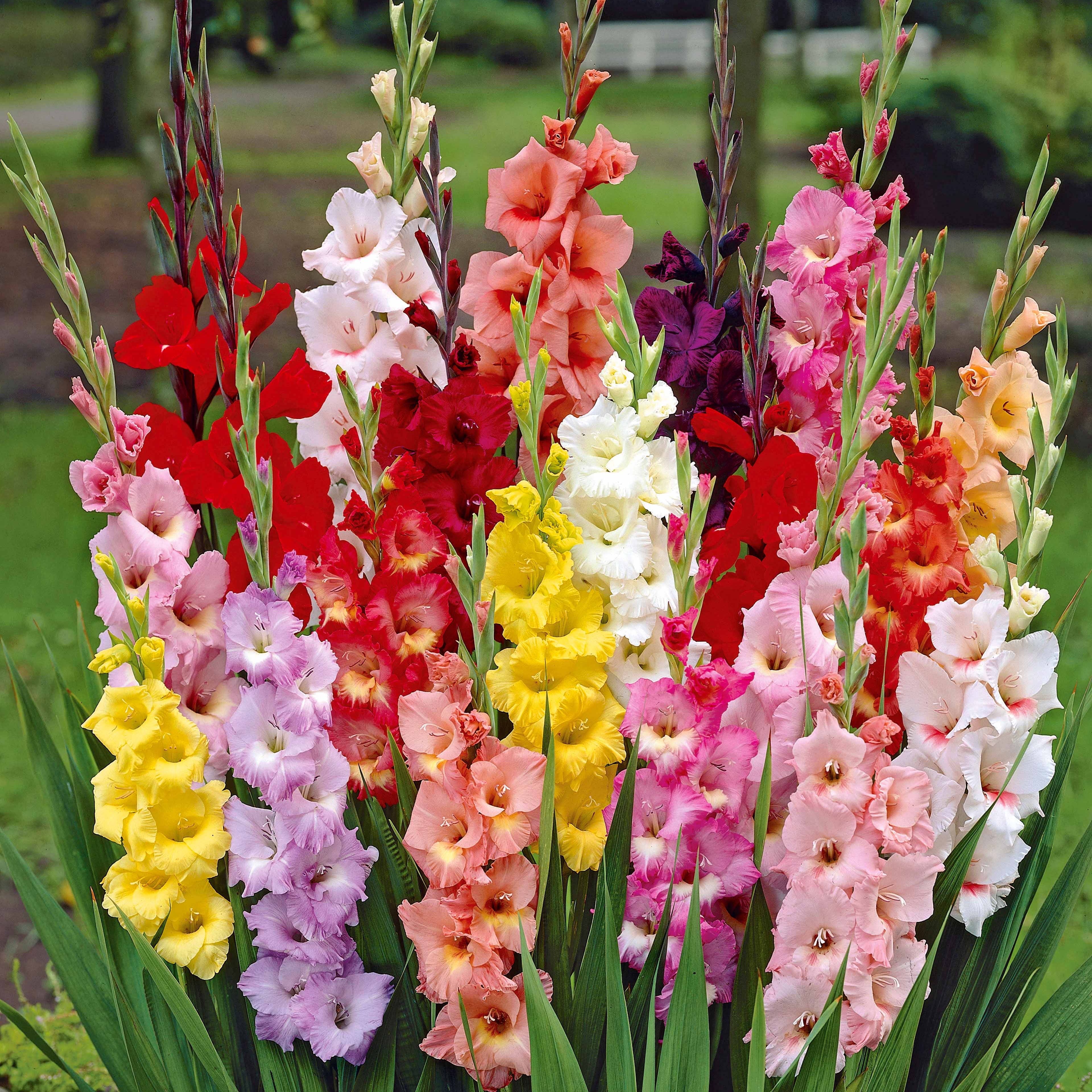  Massif D'été Fleuri En Mélange - 1,5 M²