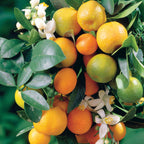  Mandarinier