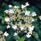  Hortensia Grimpant