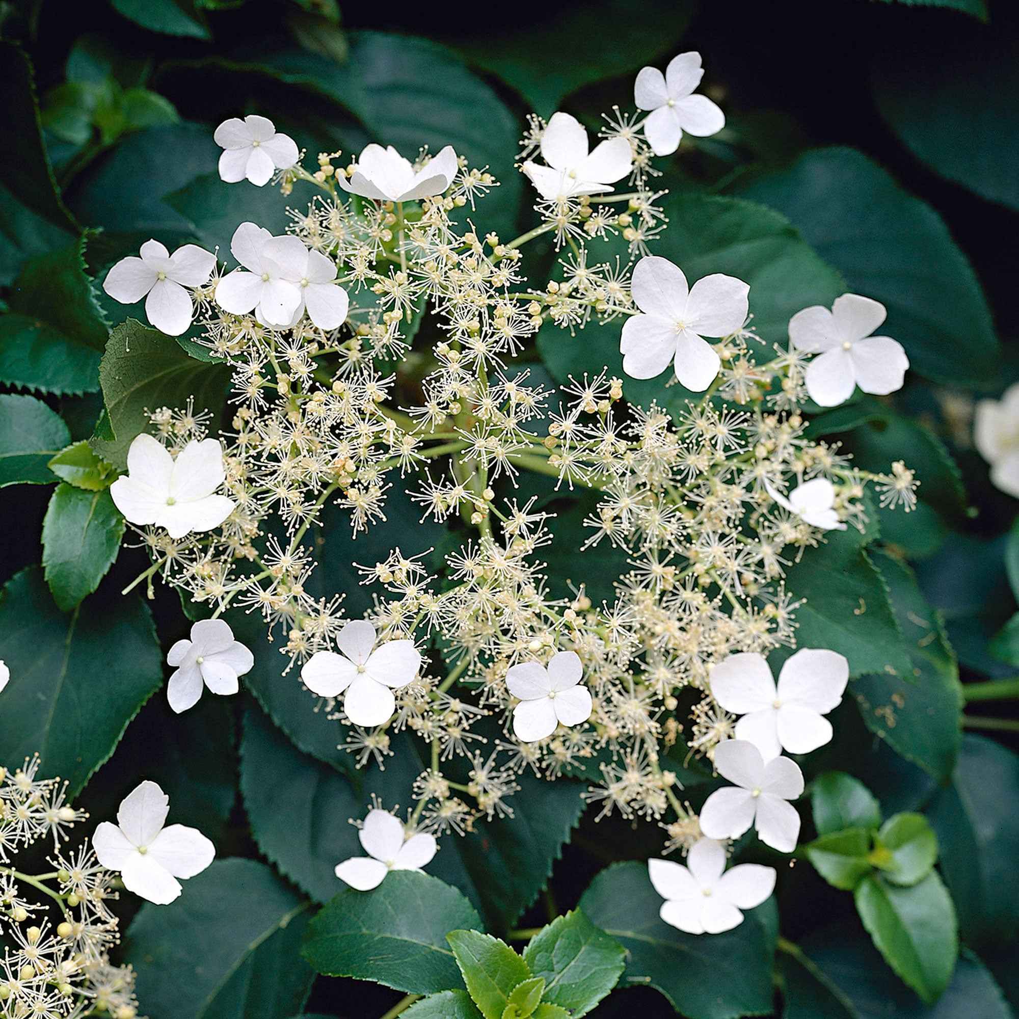  Hortensia Grimpant