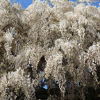  Glycine Blanche