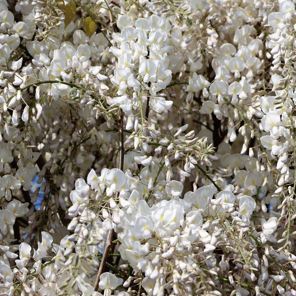  Glycine Blanche