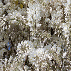  Glycine Blanche