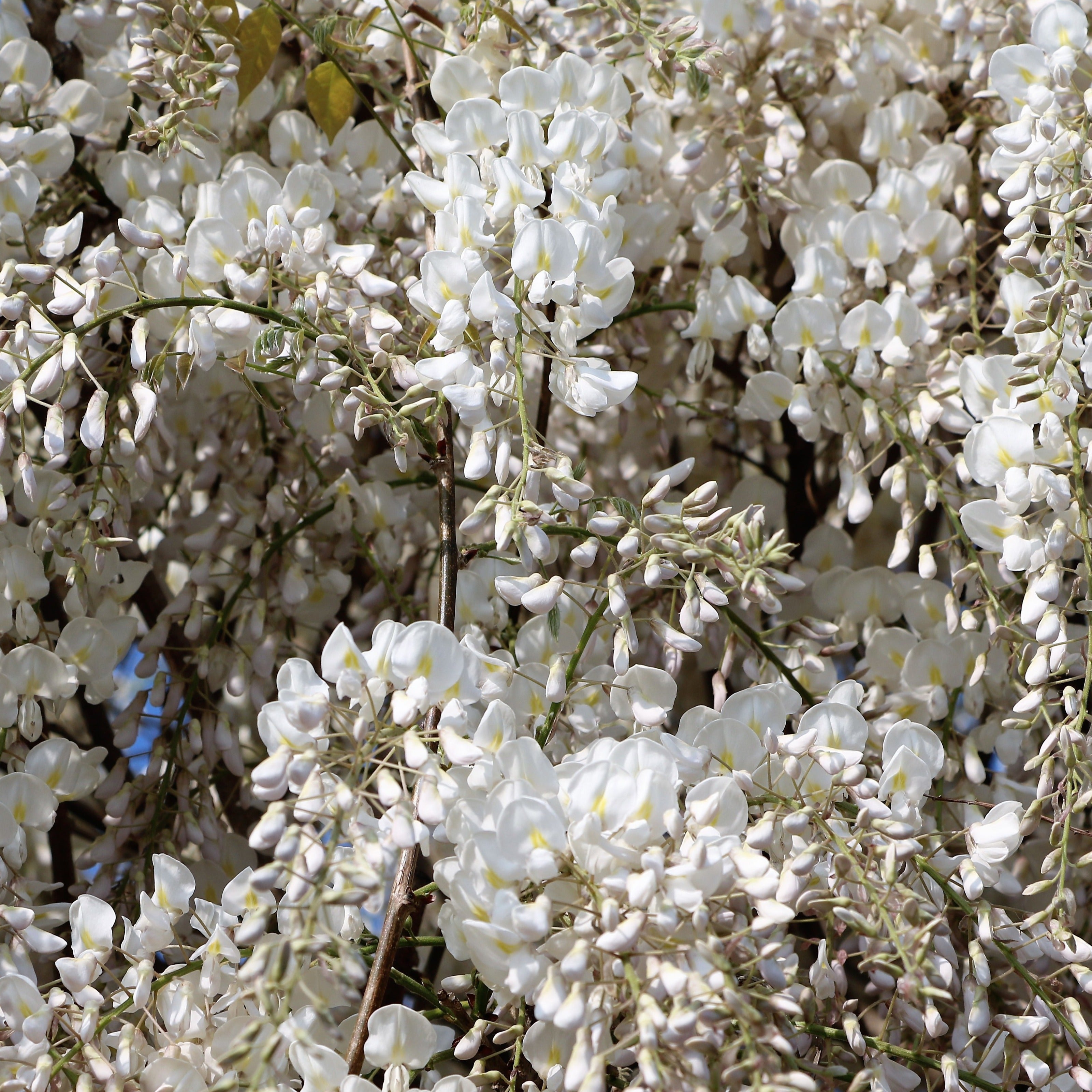  Glycine Blanche