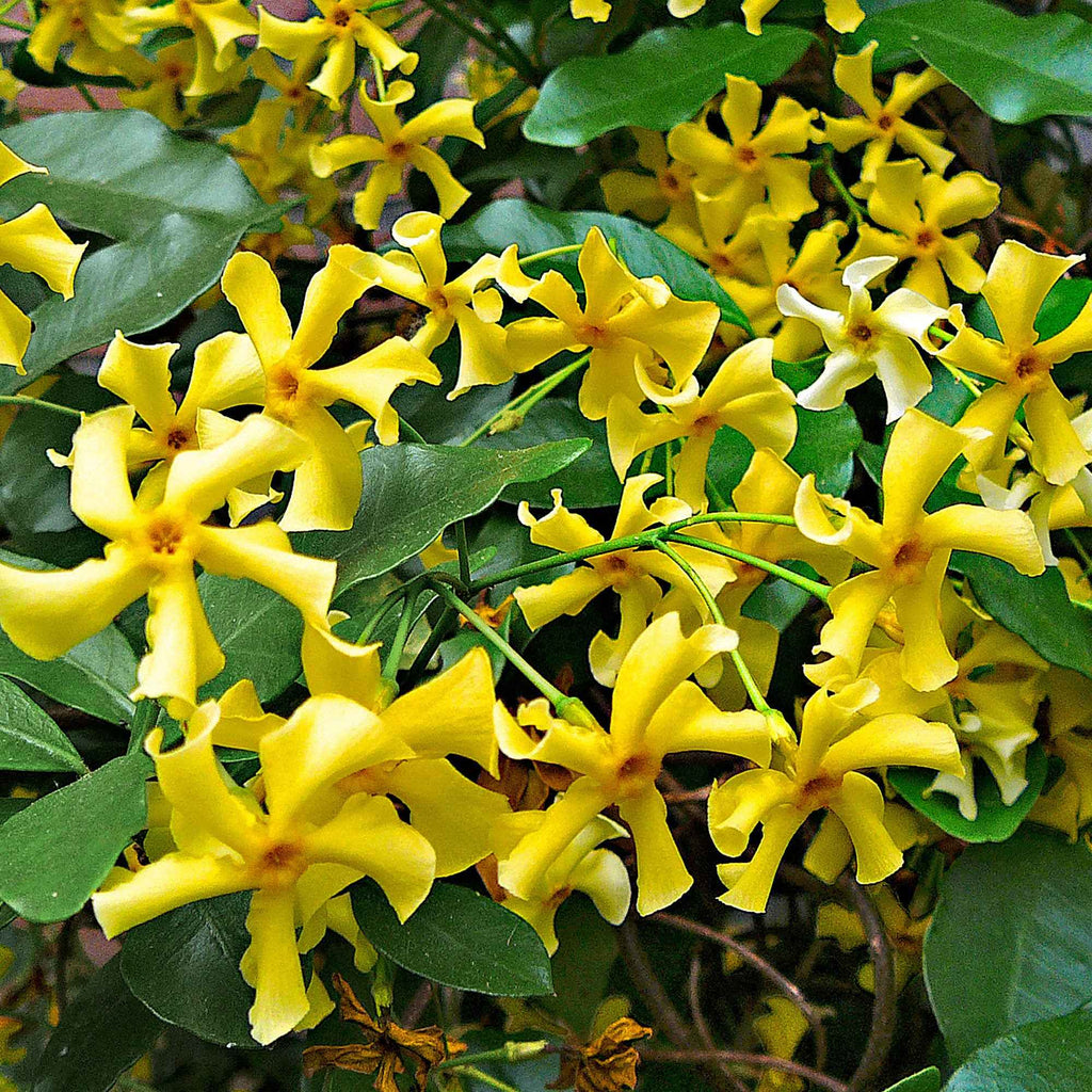 Jasmin étoilé Star Of Toscane