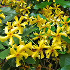  Jasmin étoilé Star Of Toscane