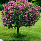 Lilas Palibin Sur Tige