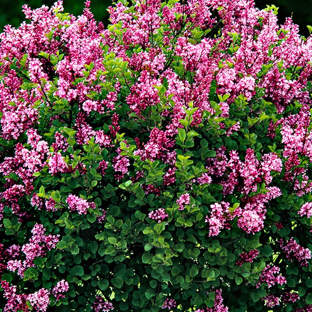  Lilas Palibin Sur Tige
