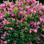  Lilas Palibin Sur Tige