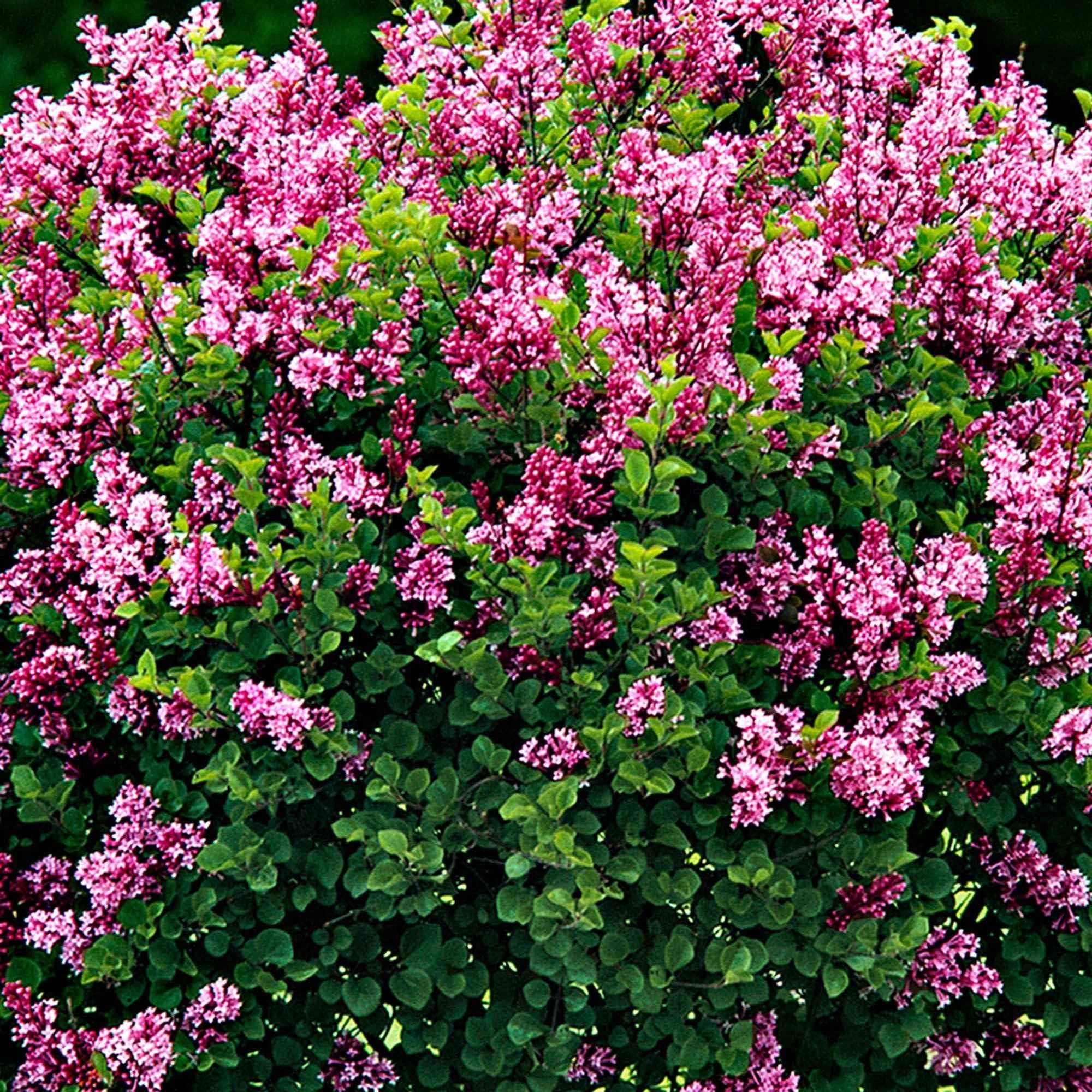  Lilas Palibin Sur Tige