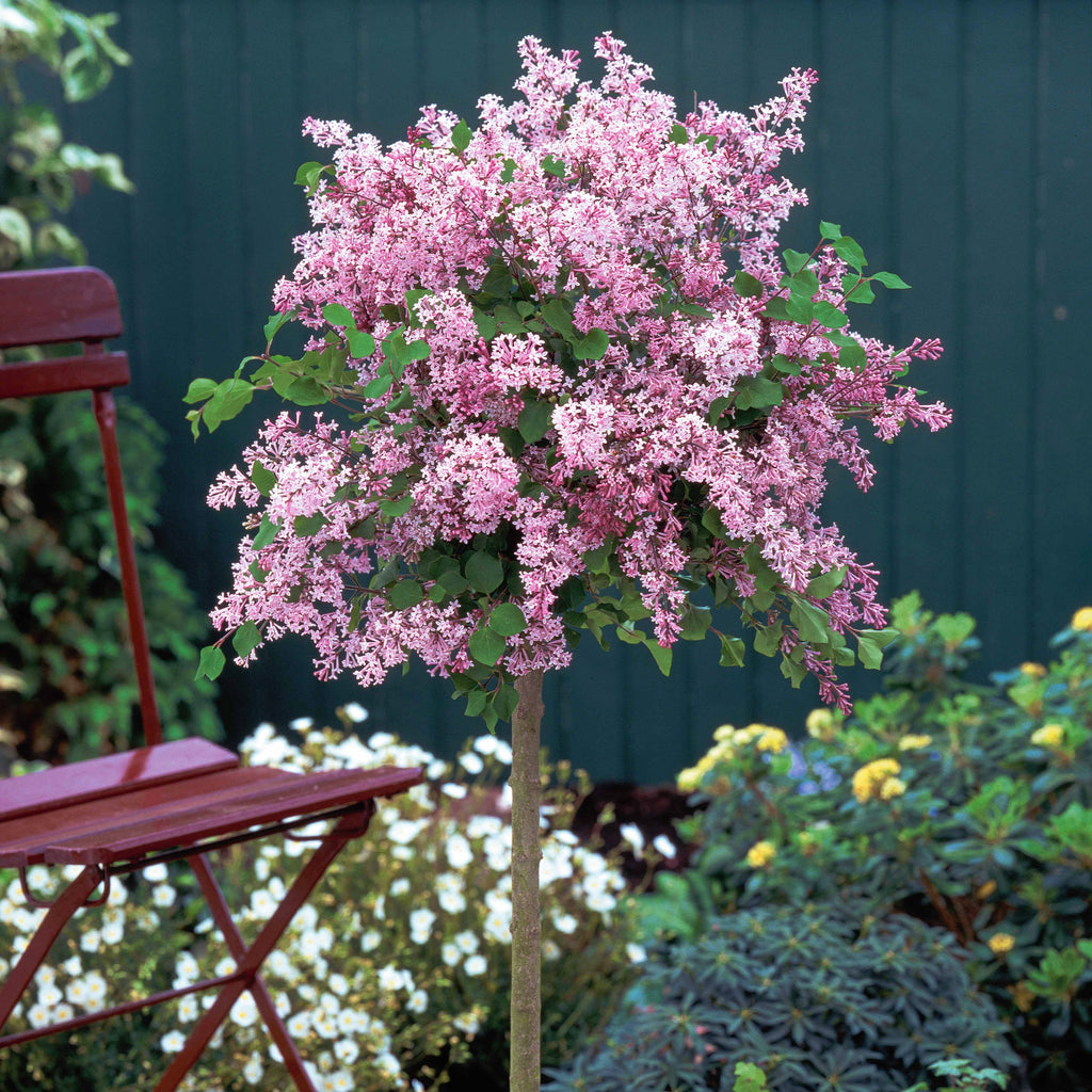  Lilas Palibin Sur Tige
