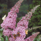  Arbre à Papillons Pink Delight