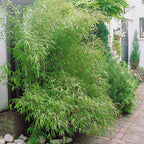  Bambou Traçant à Chaumes Verts