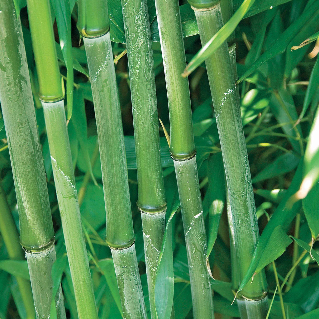  Bambou Traçant à Chaumes Verts