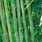  Bambou Traçant à Chaumes Verts