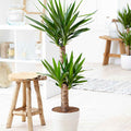  Yucca Elephantipes