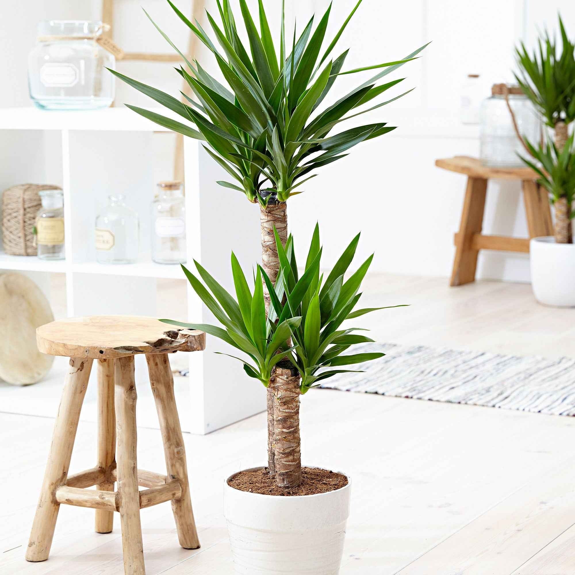  Yucca Elephantipes