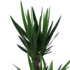 Yucca Elephantipes