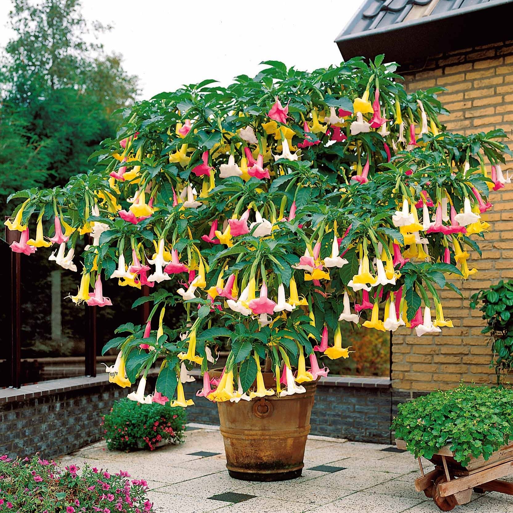  Brugmansia Tricolore Rose, Blanc, Jaune