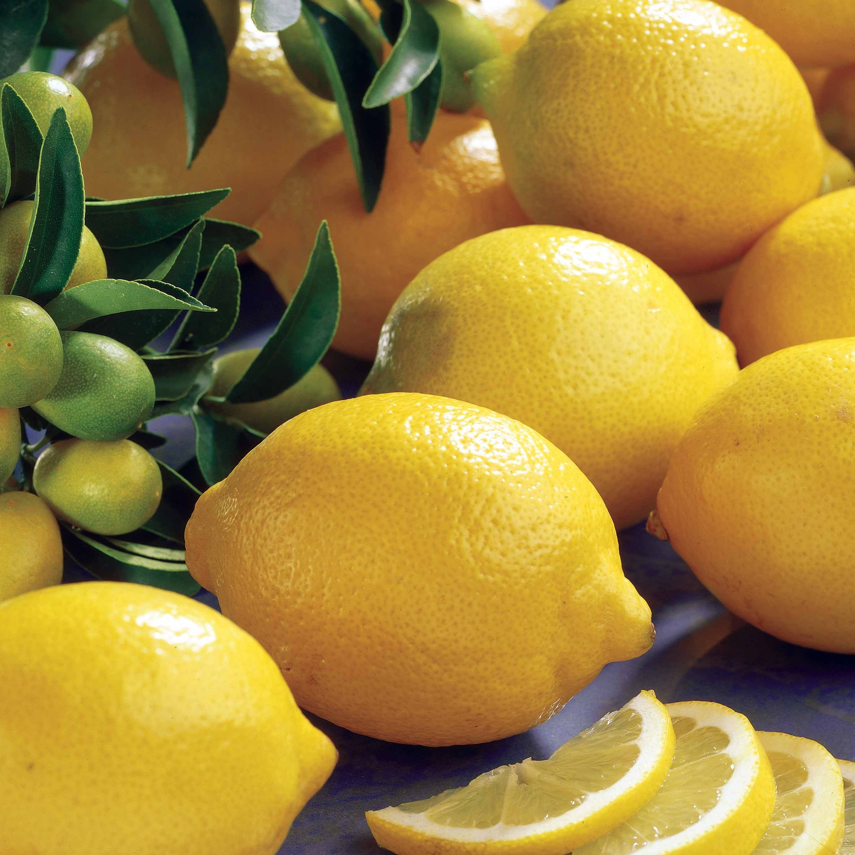  Citronnier Vulcan