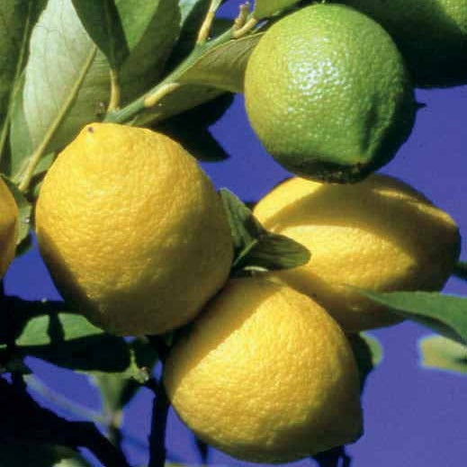  Citronnier Vulcan