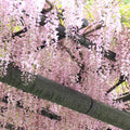  Glycine Rose