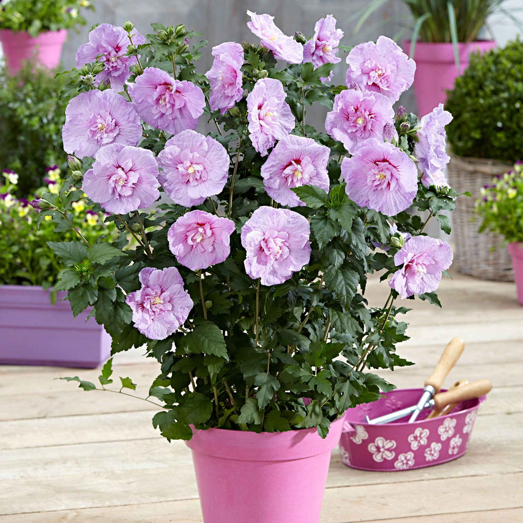  Hibiscus Lavender Chiffon